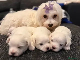 Maltese dogs Korean maltase puppies for sale - Advert 2