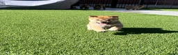 Japanese Shiba Inu dogs for sale: Beautiful Japanese shiba pups.  - Advert 10