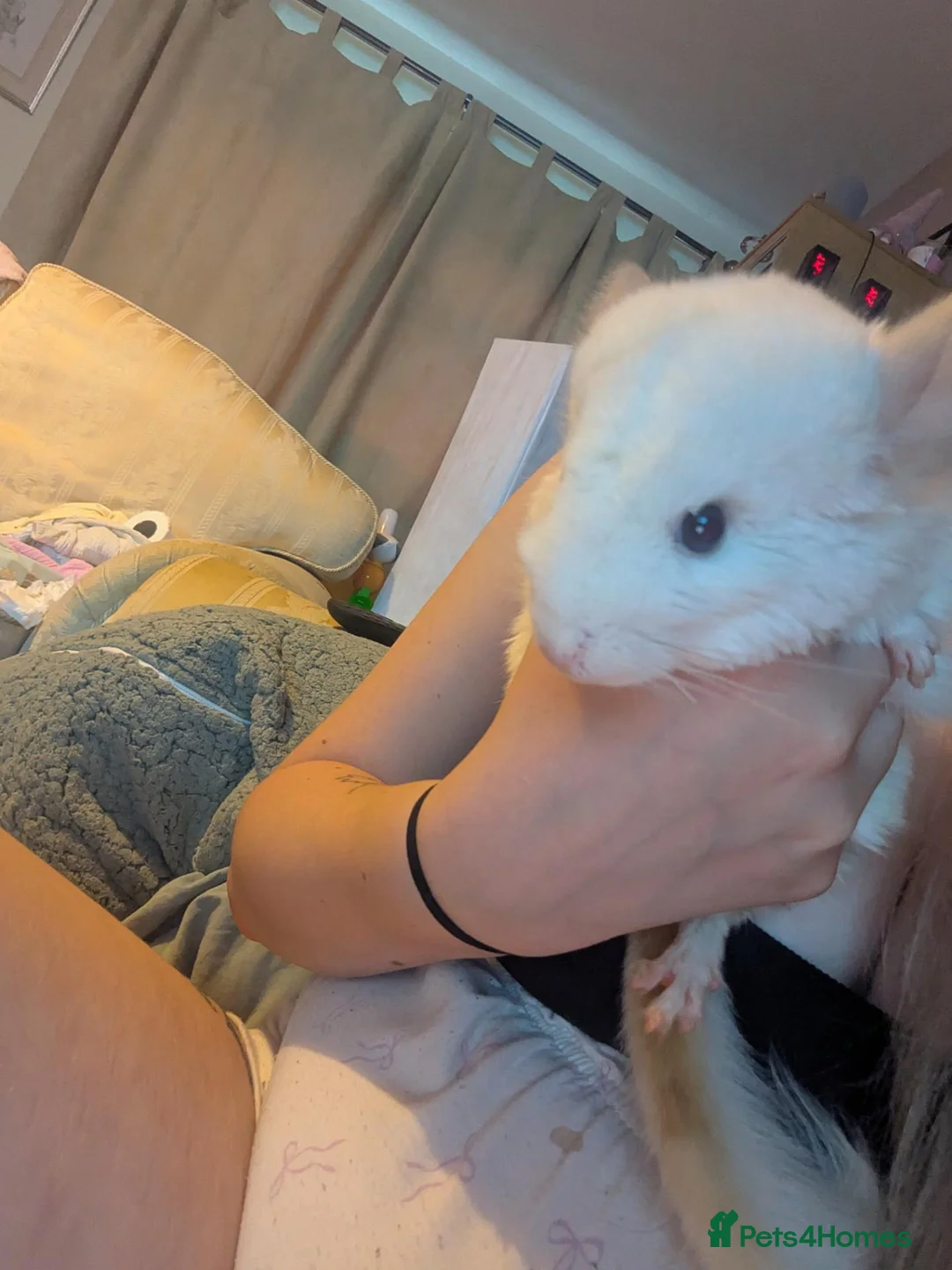 Chinchilla rodents for sale: Chinchillas  - Advert 2