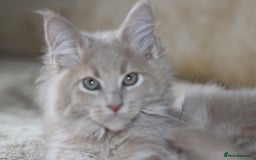 Maine Coon cats for sale: Beautiful GCCF registerd Maine Coon Girls - Image 3
