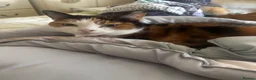 Mixed Breed cats for sale: Two cats in need of a new loving home - Advert 3