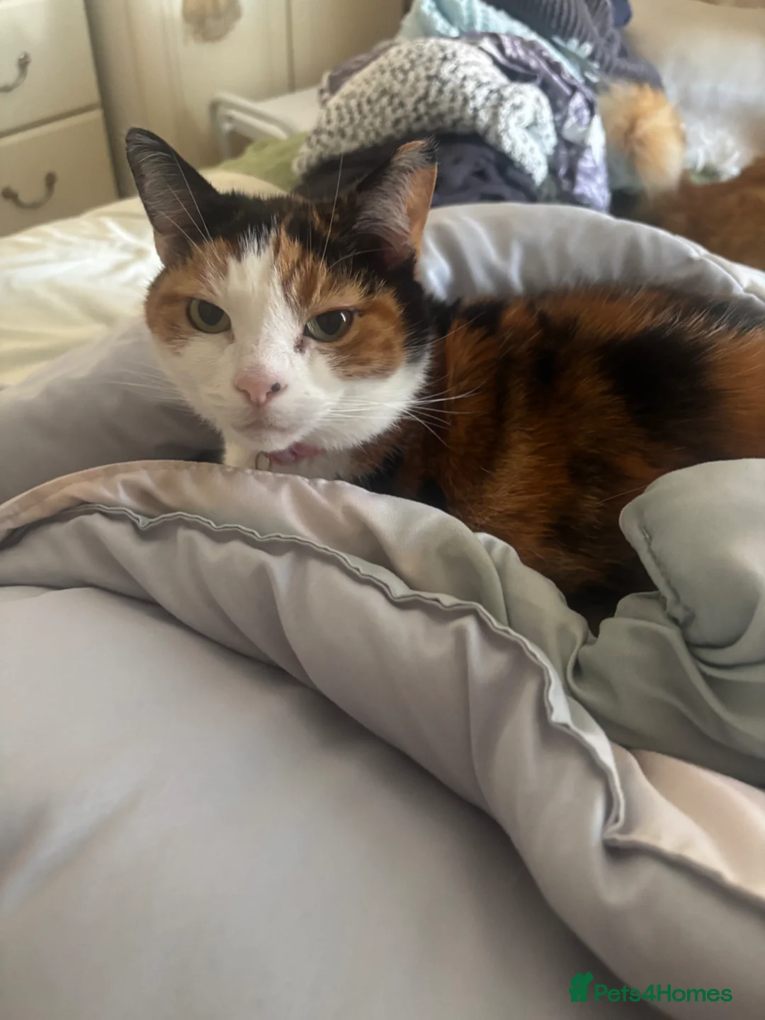 Mixed Breed cats for sale: Two cats in need of a new loving home - Advert 3