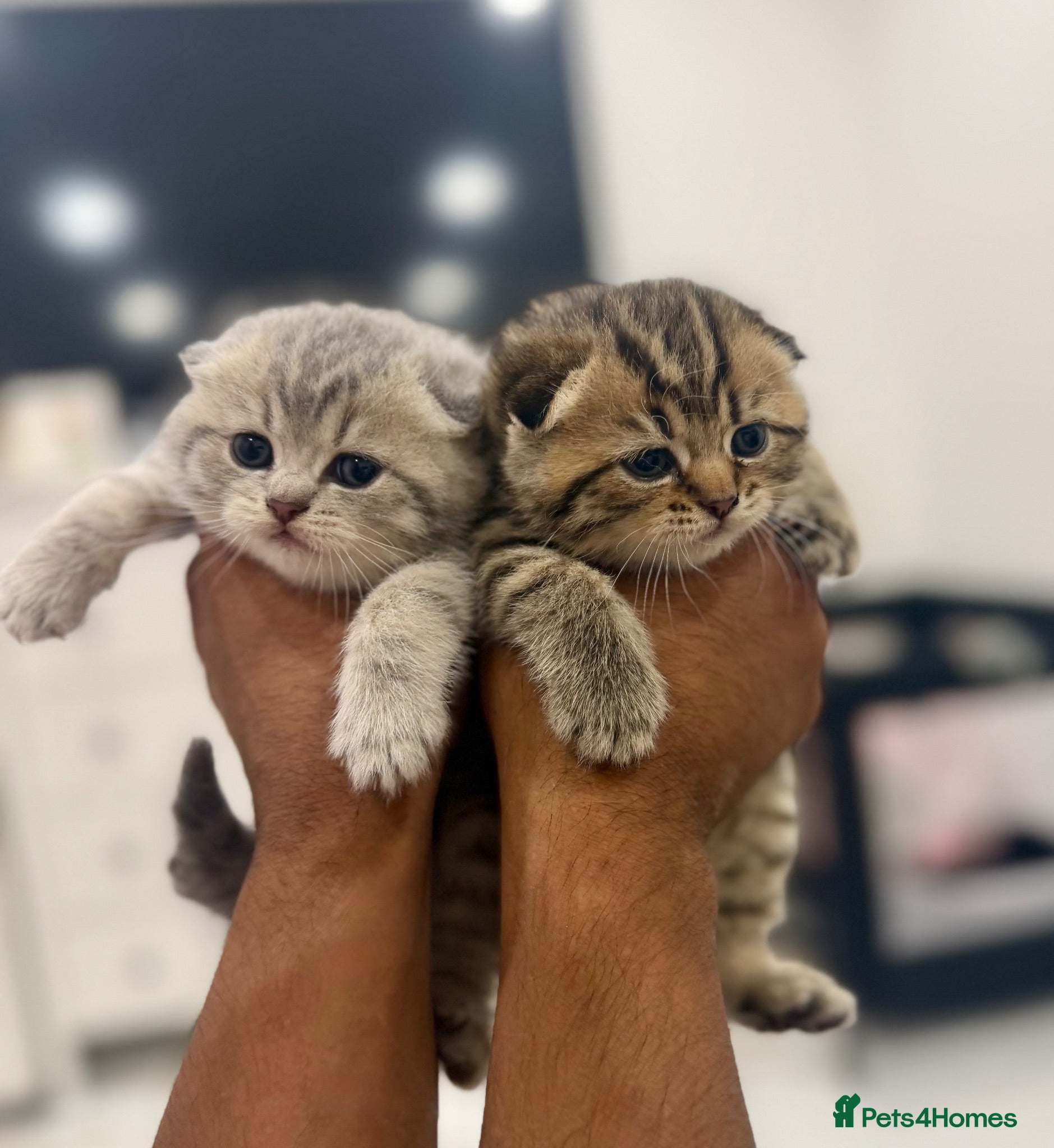 Scottish Fold cats Scottish Fold x Pedigree British Shorthair Kittens - Advert 8
