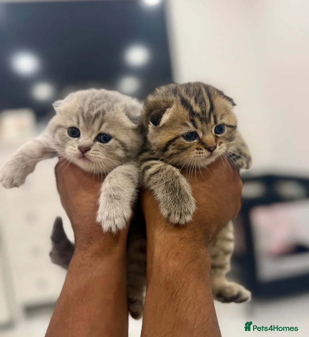 Scottish Fold cats for sale: Scottish Fold x Pedigree British Shorthair Kittens - Advert 2