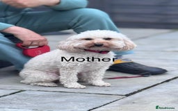 Maltipoo dogs for sale: Expecting F1 small Maltipoo puppies - Image 10