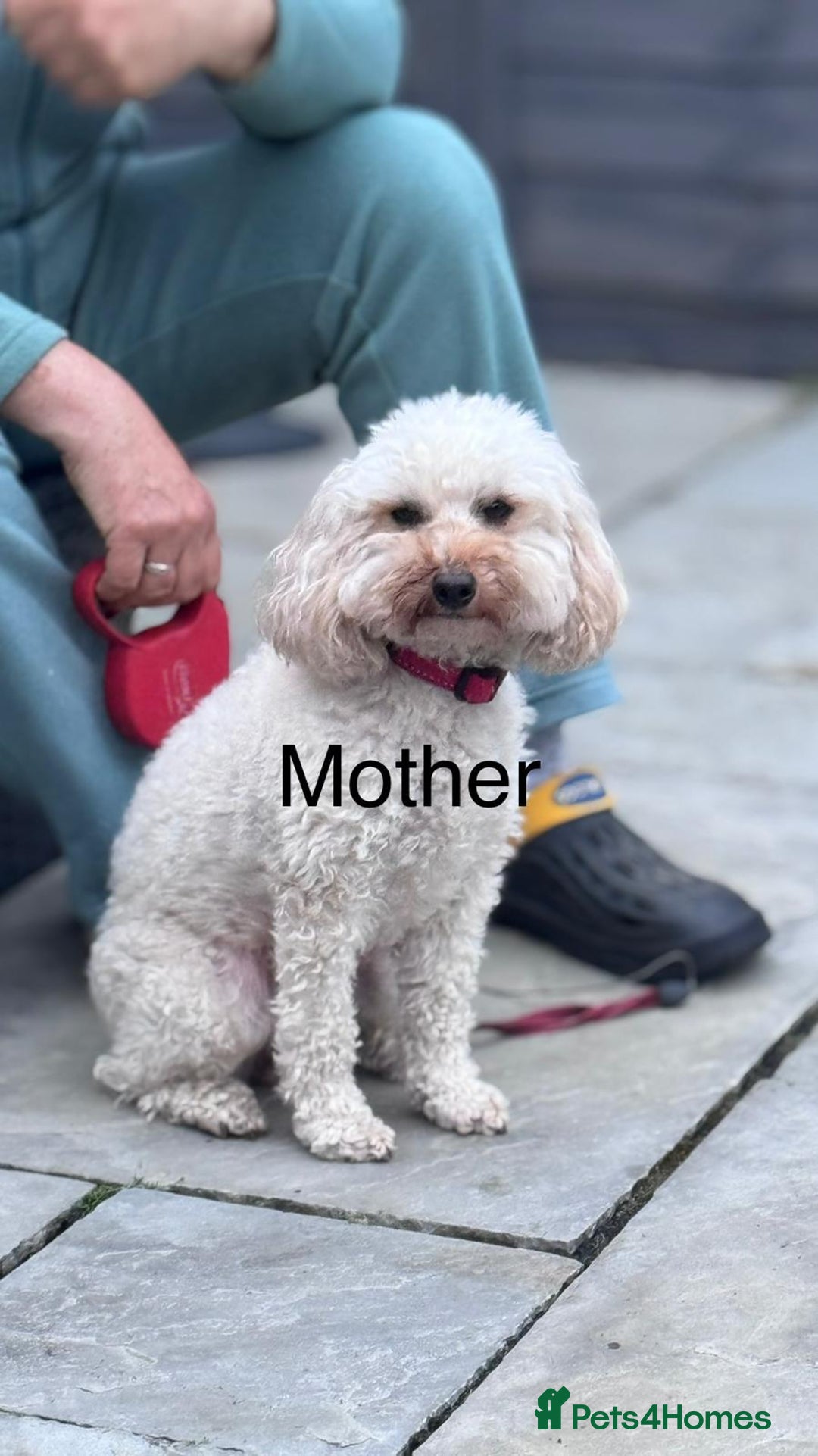 Maltipoo dogs for sale: Expecting F1 small Maltipoo puppies - Image 10