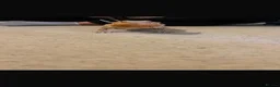 Bearded Dragon reptiles for sale: bearded dragon  - Advert 5