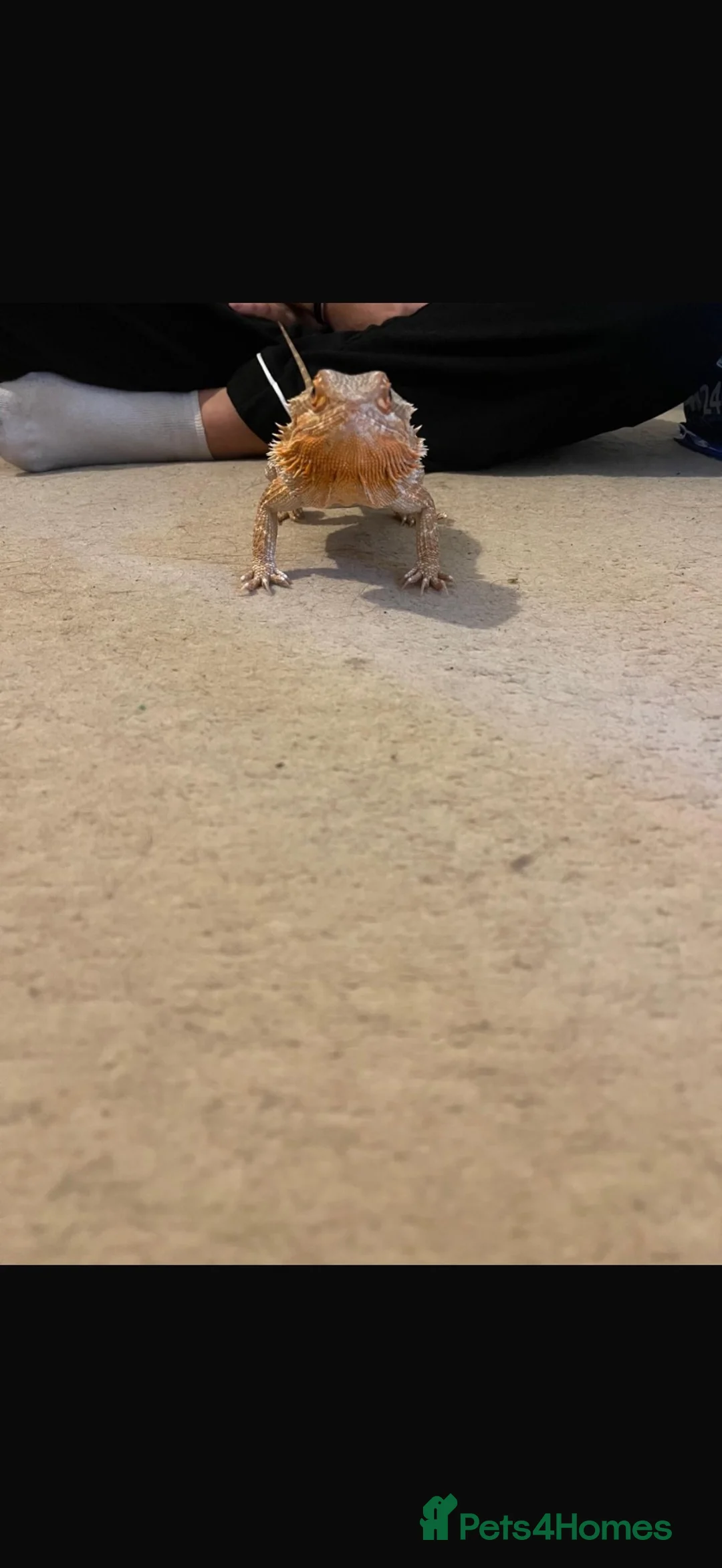 Bearded Dragon reptiles for sale: bearded dragon  - Advert 5