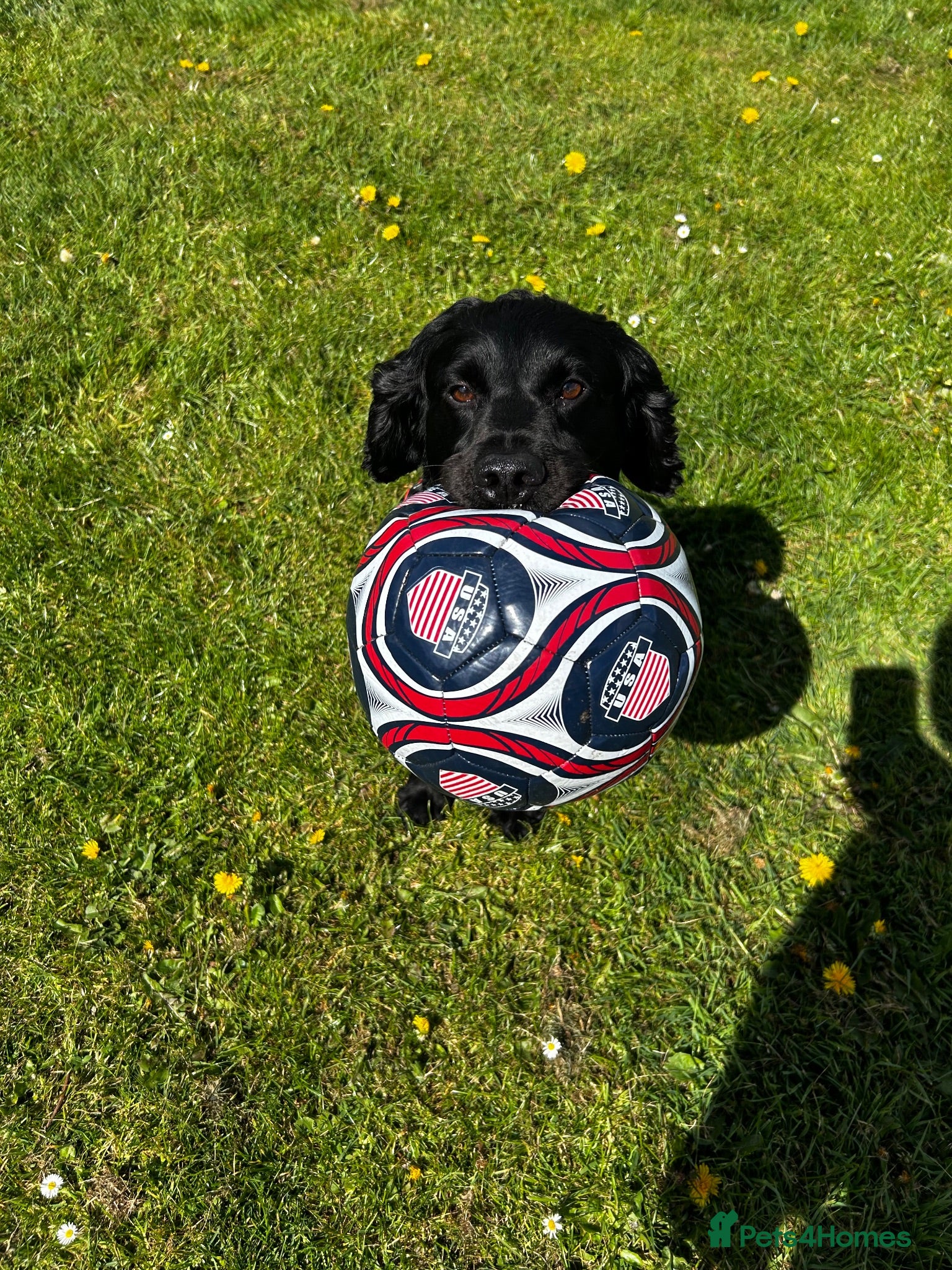 Cockerdor dogs Bentley Brown  - Advert 3