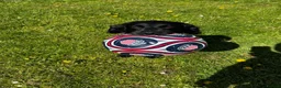 Cockerdor dogs for sale: Bentley Brown  - Advert 1