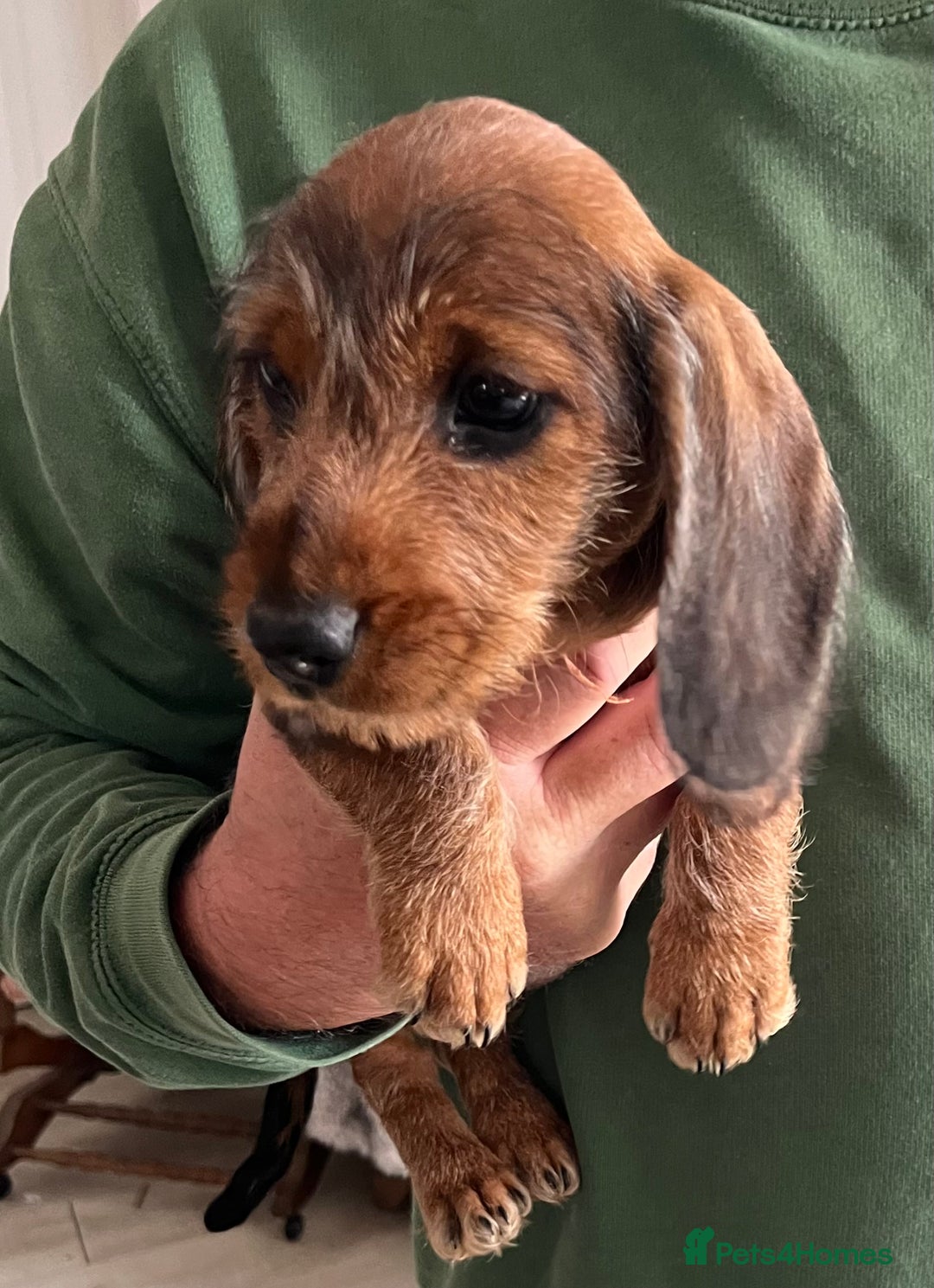 Miniature Dachshund dogs for sale: Beautiful Miniature Wirehaired Dachshunds - Image 5