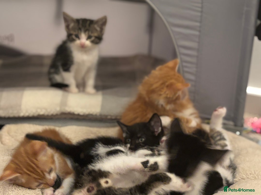 Domestic Shorthair cats for sale: Beautiful friendly Kittens  - Image 17