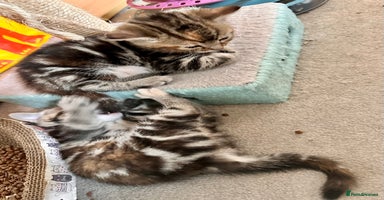 Mixed Breed cats - Advert 5