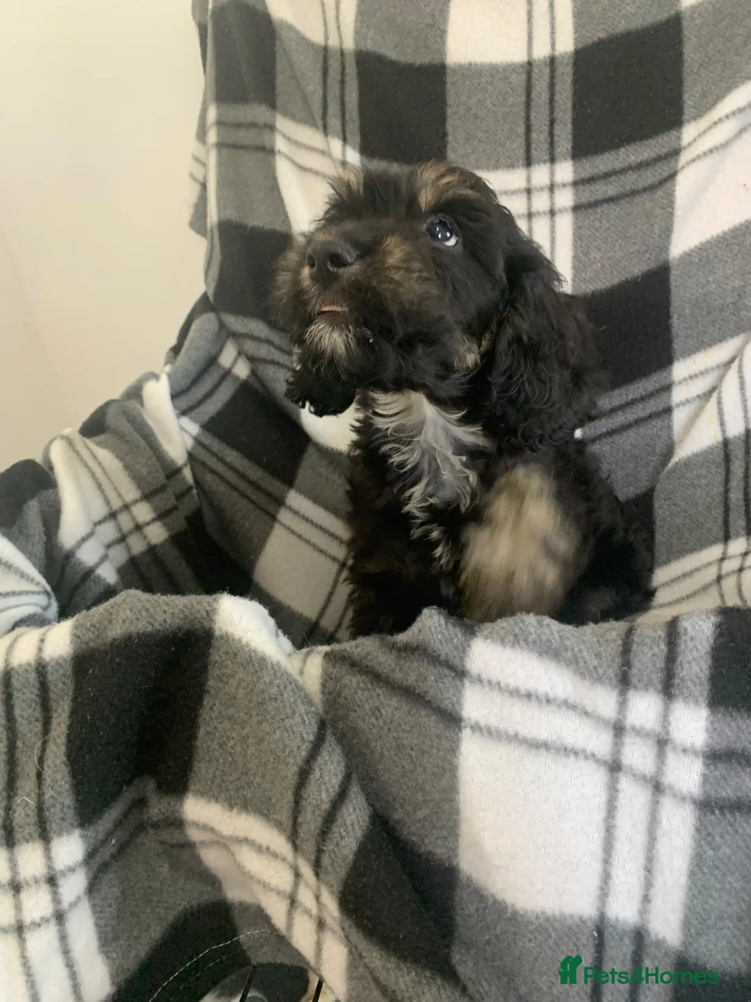 Cockapoo dogs for sale: Beautiful F1 cockerpoo READY NOW, 3 LEFT  - Advert 2