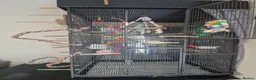 Cockatiels birds for sale: Male cockatiel for sale - Advert 3