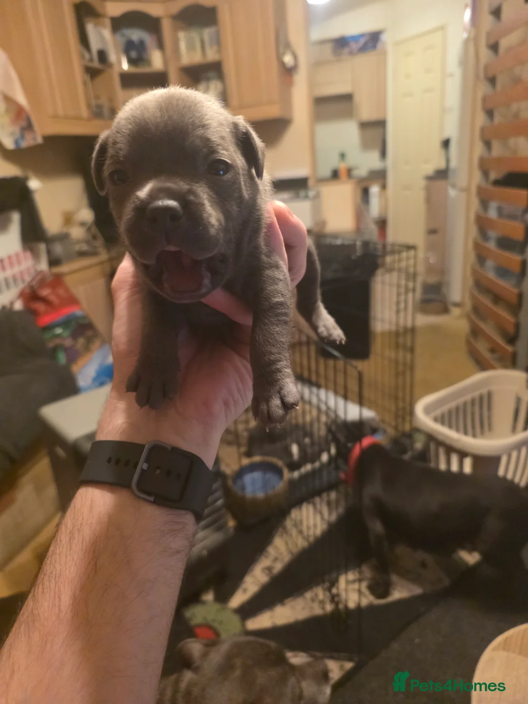 Staffordshire Bull Terrier dogs for sale: Blue Staffordshire Bull Terrier - Advert 3