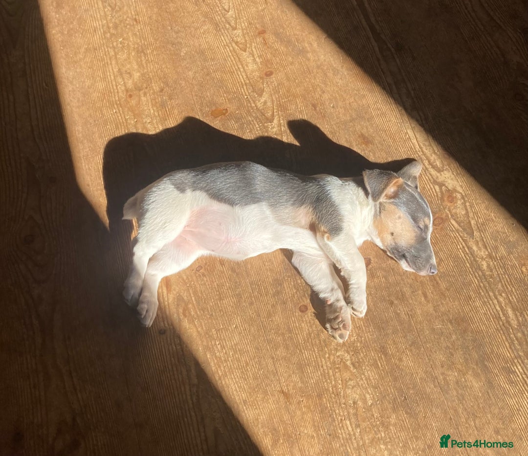 Jack Russell dogs for sale: Blue & white female Jack Russell  - Image 4