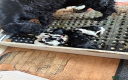 Cocker Spaniel dogs for sale: Working cocker spaniels puppies  - Image 30
