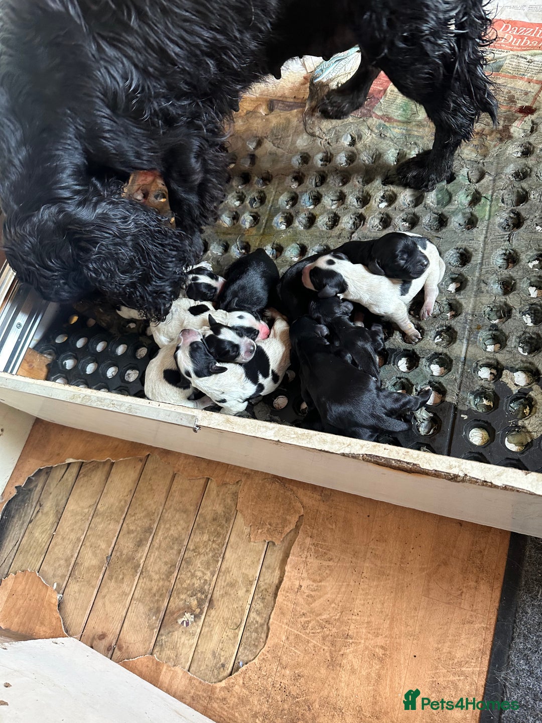Cocker Spaniel dogs for sale: Working cocker spaniels puppies  - Image 30