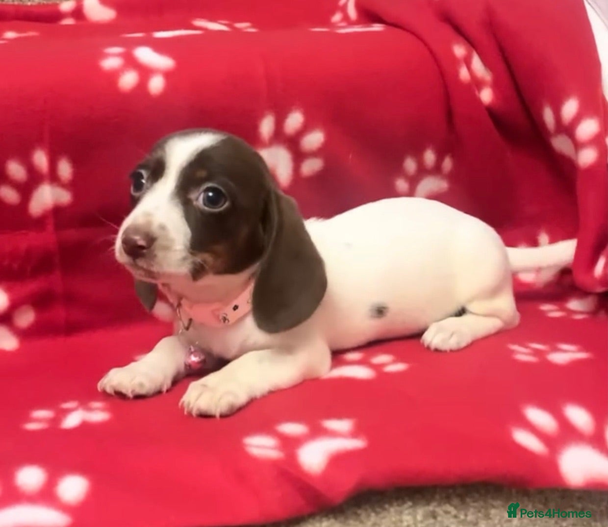 Miniature Dachshund dogs Beautiful rare piebald miniature dachshund puppies - Advert 17