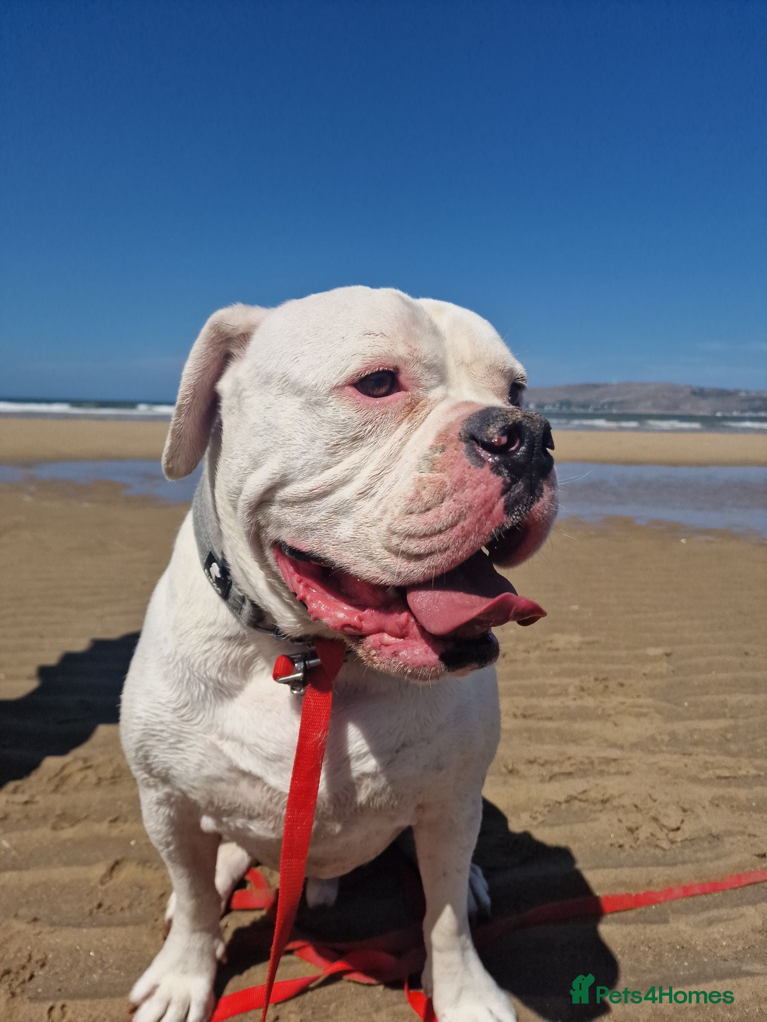 American Bulldog dogs 4 yr Male American Bulldog in need of loving home - Advert 2