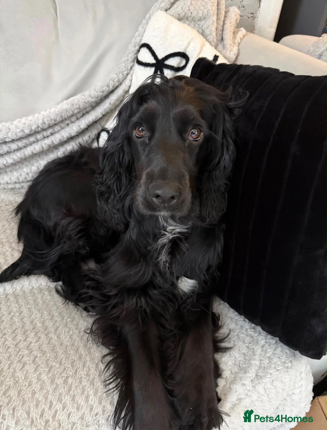 Cocker Spaniel dogs for sale: Rue's gorgeous cocker spaniels🖤 - Advert 2