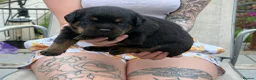 Rottweiler dogs for sale: Beautiful KC/Health tested Rottweiler puppies🐶❤️ - Advert 11