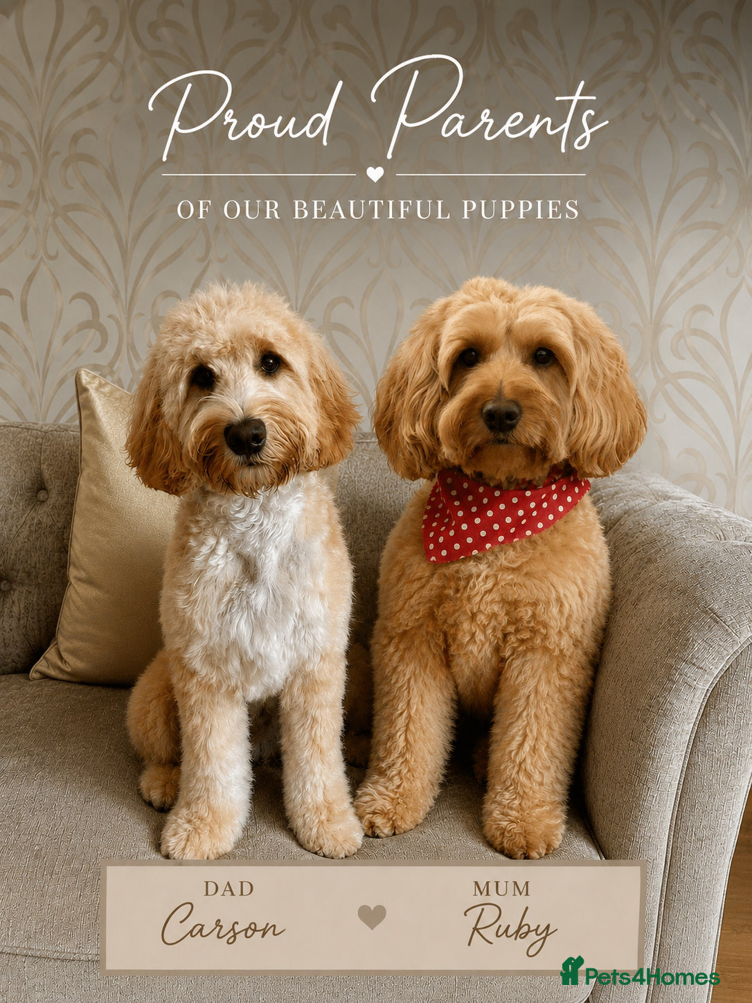 Cockapoo dogs LIST OPEN Gorgeous Cockapoo puppies due 27/06/206  - Advert 2