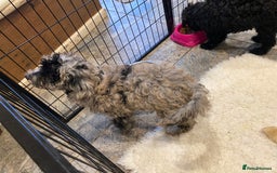 Cockapoo dogs for sale: Gorgeous F2 Cockapoos - Image 11
