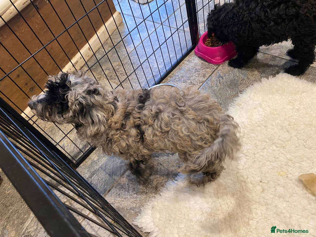Cockapoo dogs for sale: Gorgeous F2 Cockapoos - Image 11
