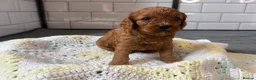 Cavapoo dogs for sale: Beautiful Cavapoo pups ready to leave 20th August! in Thetford - Advert 10