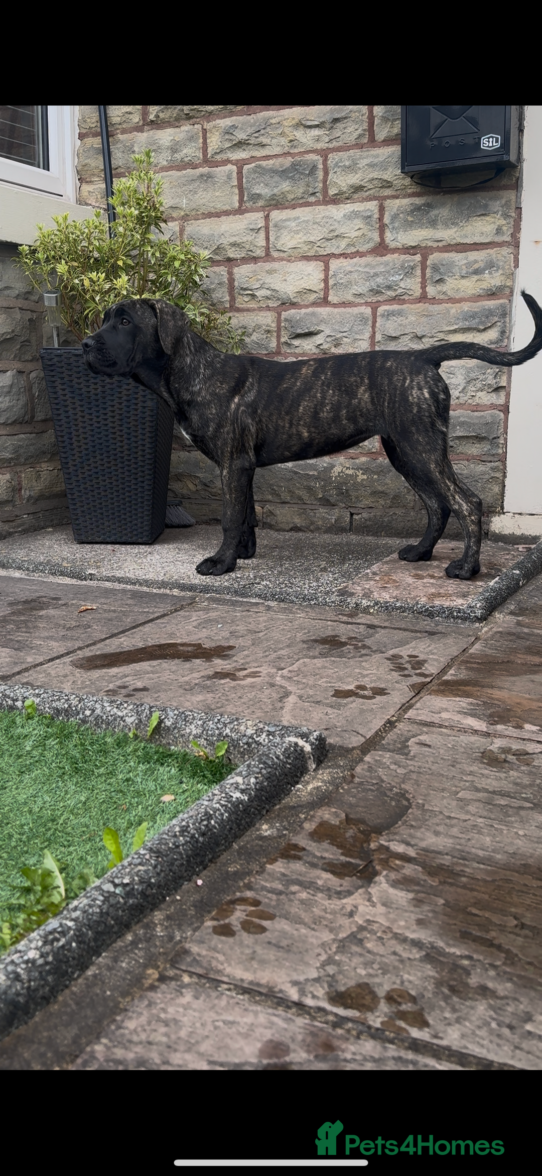 Presa Canario dogs for sale: Presa canario puppies (UKC registered) (2 girls) in Accrington - Image 31