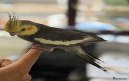 Parrots birds for sale: Semi Tame Lovely Cockatiel - Image 5