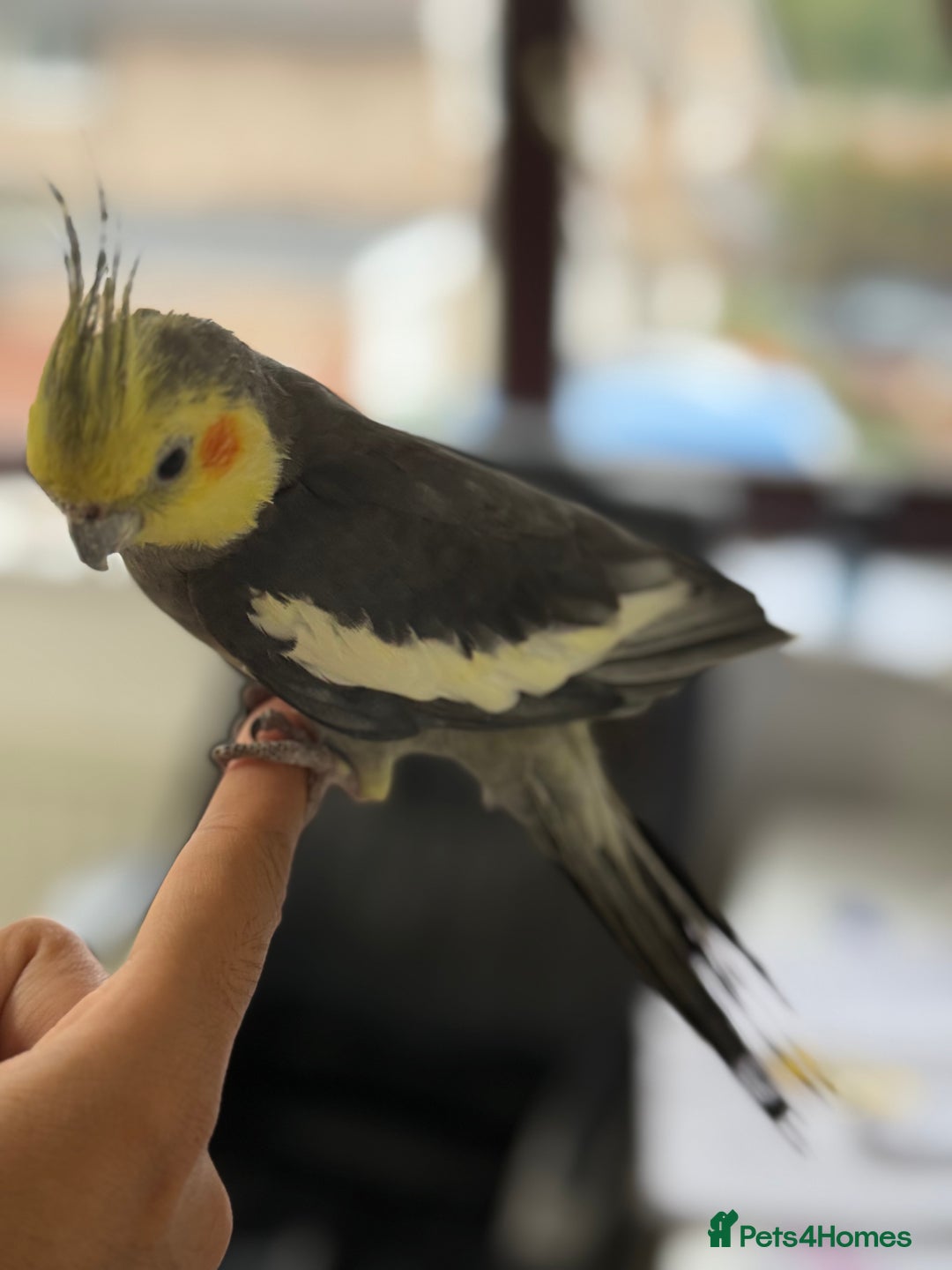 Parrots birds for sale: Semi Tame Lovely Cockatiel - Image 5