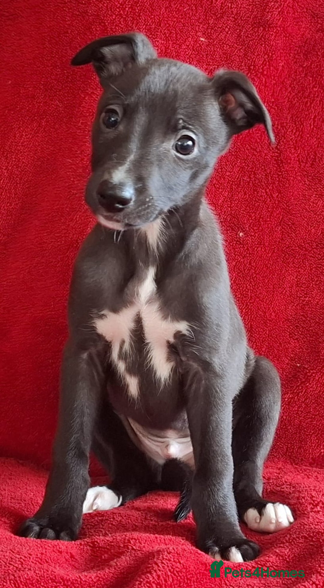 Whippet dogs for sale: Sporting bred whippet puppies  - Advert 5