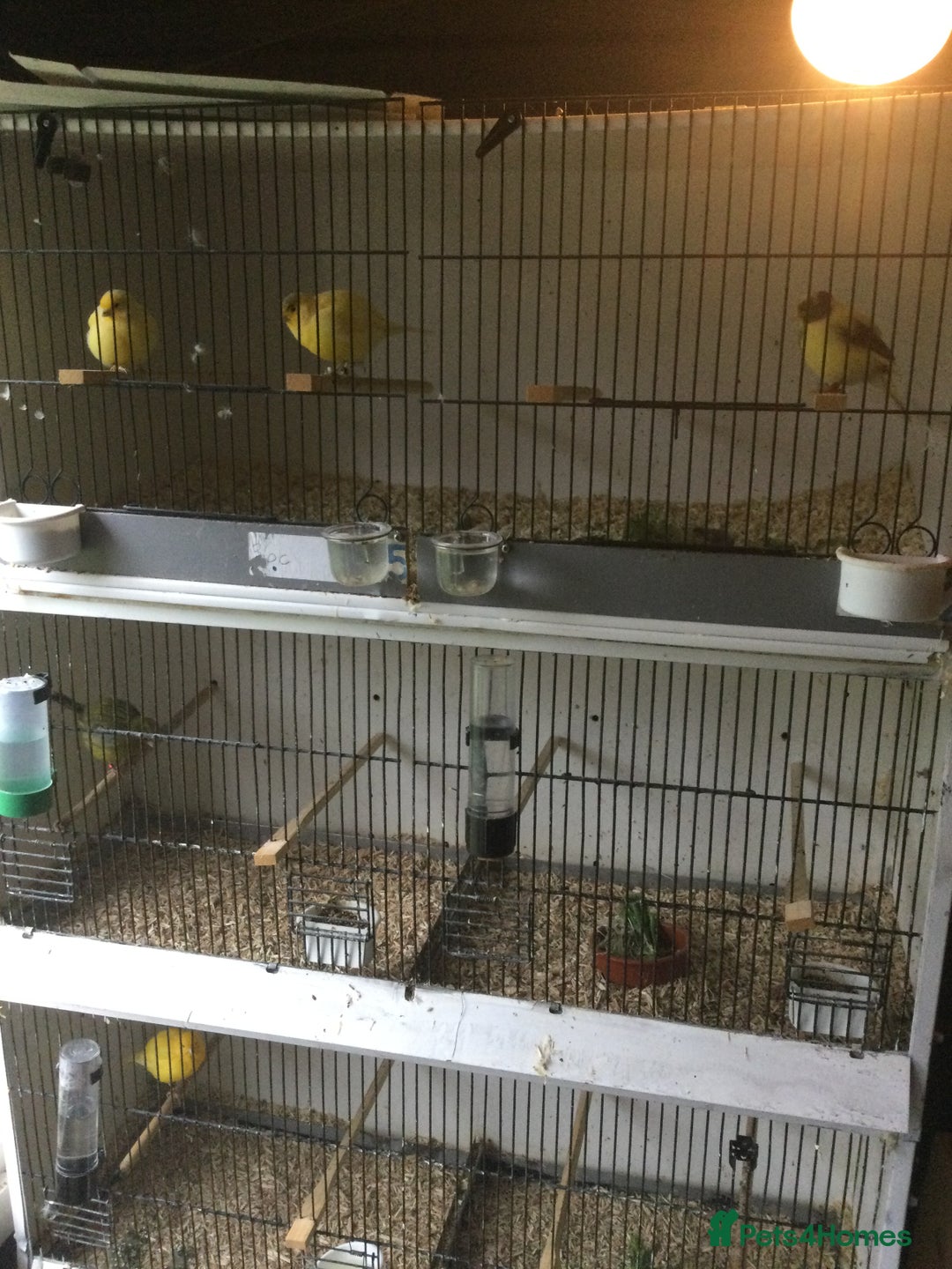 Canaries birds for sale: Canaries - Image 3