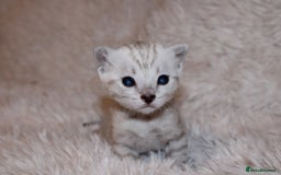 Bengal cats for sale: 😻🐈‍⬛OUTSTANDING PEDIGREE BENGAL 🐈‍⬛ 💯 - Image 11