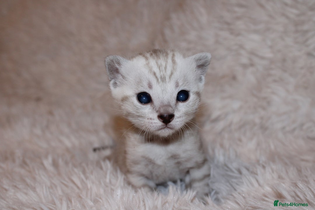 Bengal cats for sale: 😻🐈‍⬛OUTSTANDING PEDIGREE BENGAL 🐈‍⬛ 💯 - Image 11