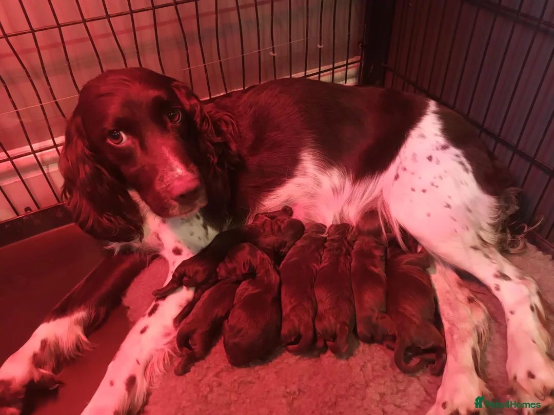 Sproodle dogs for sale: F1 Sproodles 🤎 🐾 - Advert 1