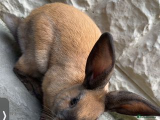 Alaska rabbits - Advert 3