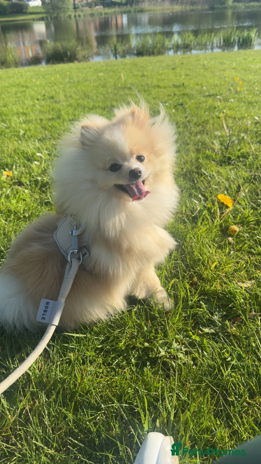 Pomeranian dogs for stud: Pomeranian ready to be stud. - Advert 5