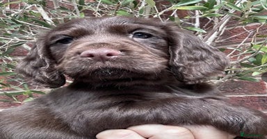 Cocker Spaniel dogs - Advert 15