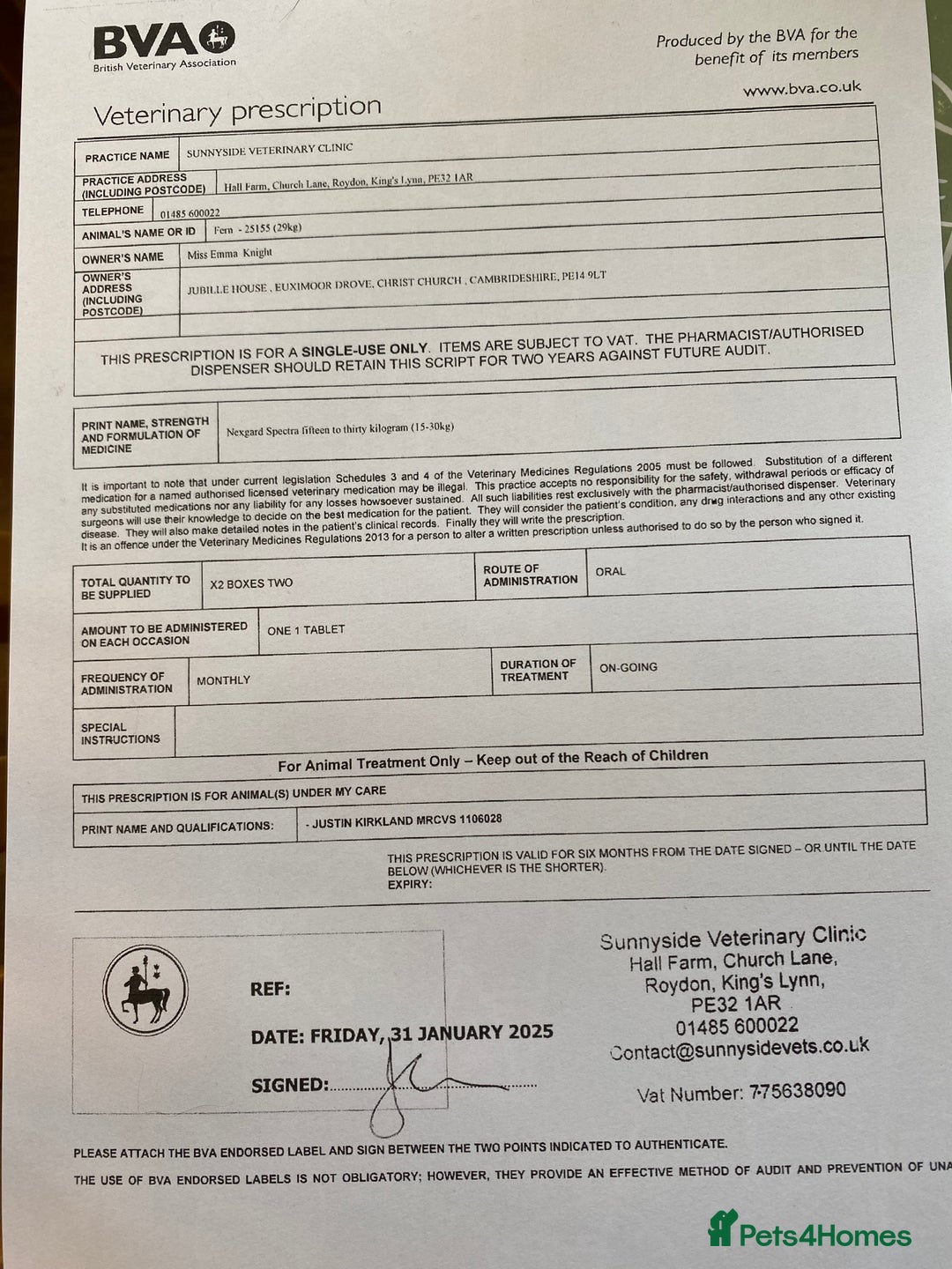 Labrador Retriever dogs for stud: Health Tested KC Registered Chocolate Labrador  in Wisbech - Image 10