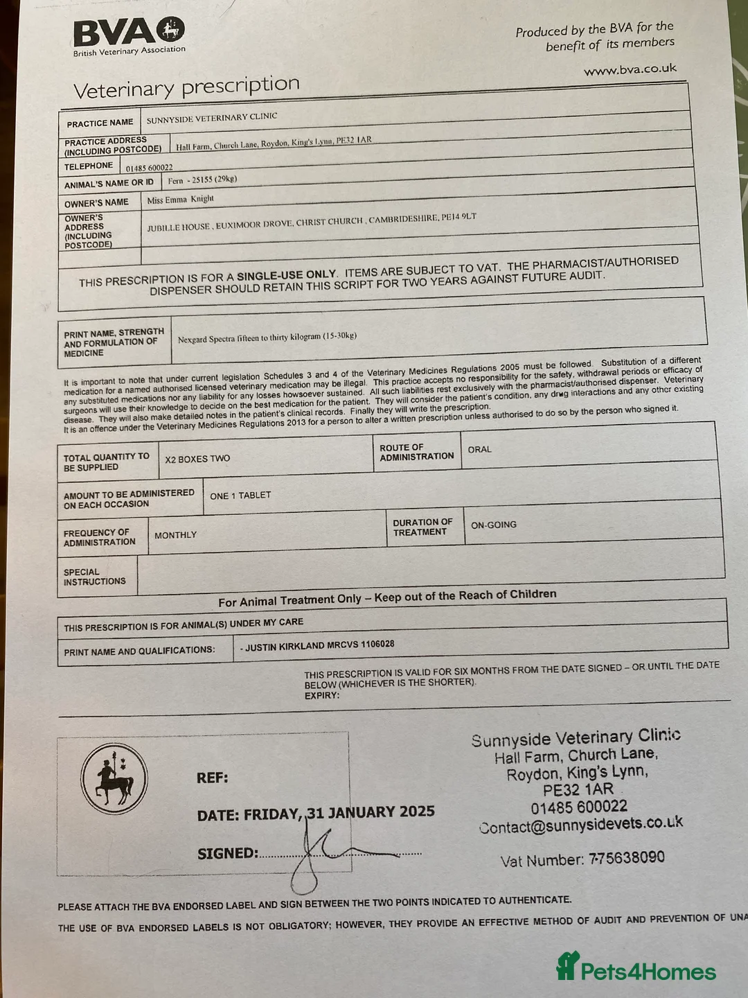 Labrador Retriever dogs for stud: Fully Health Tested Chocolate Labrador  in Wisbech - Advert 10