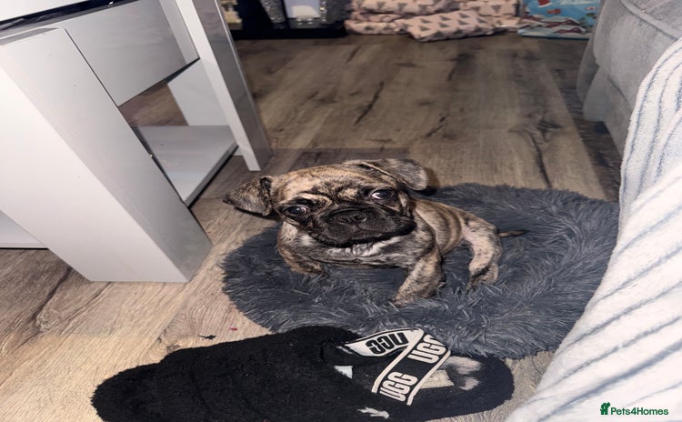 Frug dogs Male  - Advert 1