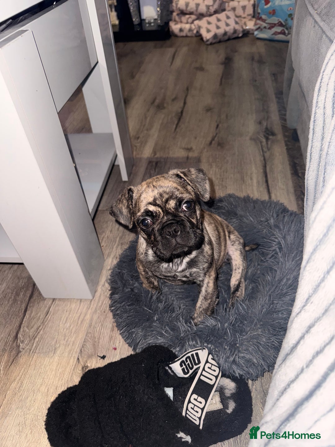 Frug dogs for sale: Male  - Advert 1