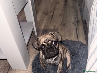 Frug dogs Male - Advert 2