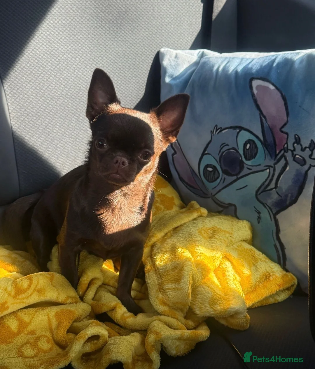 Chihuahua dogs for sale: Kc reg Choclate female  - Advert 2