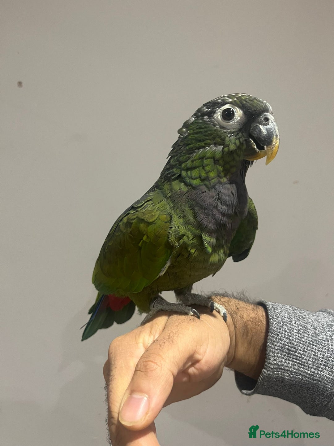 Budgerigars birds for sale: handreared pinous parrot with cage   - Advert 2