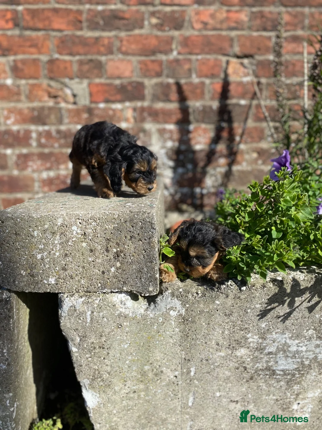 Cockapoo dogs for sale: F1 cockapoo puppies available  in Bolton - Advert 7